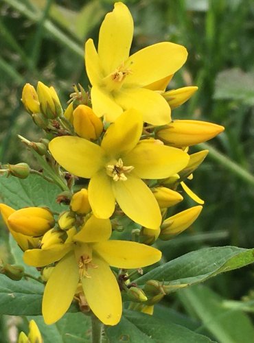 VRBINA OBECNÁ (Lysimachia vulgaris) FOTO: Marta Knauerová