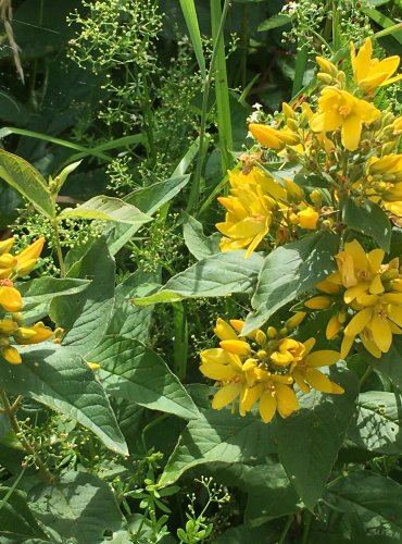 VRBINA OBECNÁ (Lysimachia vulgaris) FOTO: Marta Knauerová