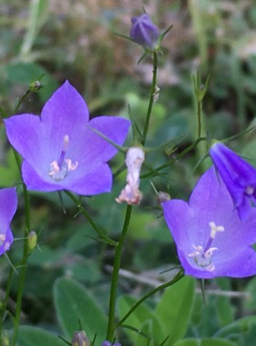 ZVONEK OKROUHLOLISTÝ (Campanula rotundifolia) FOTO: Marta Knauerová