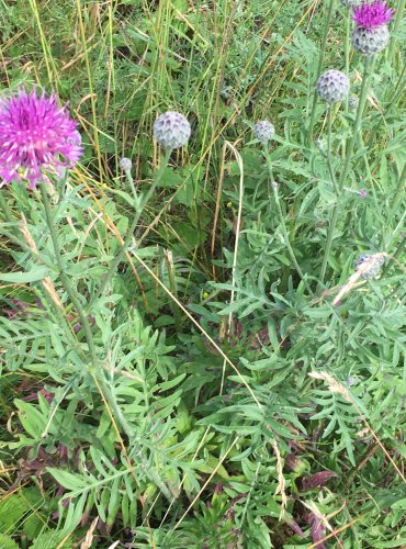 CHRPA ČEKÁNEK (Centaurea scabiosa) FOTO: Marta Knauerová