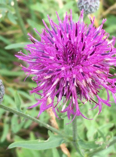 CHRPA ČEKÁNEK (Centaurea scabiosa) FOTO: Marta Knauerová