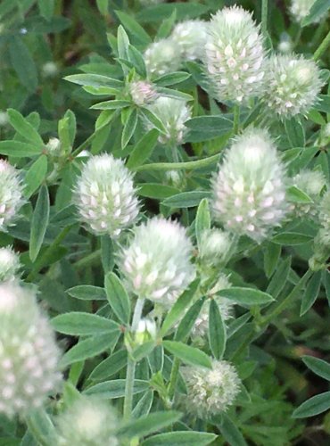 JETEL ROLNÍ (Trifolium arvense) FOTO: Marta Knauerová