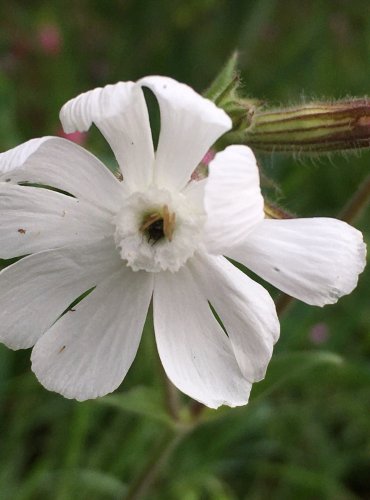 SILENKA ŠIROLISTÁ BÍLÁ (Silene latifolia subsp. alba) PLOD – FOTO: Marta Knauerová