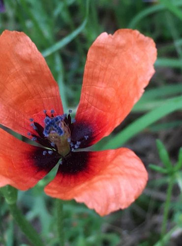 MÁK POLNÍ (Papaver argemone) FOTO: Marta Knauerová