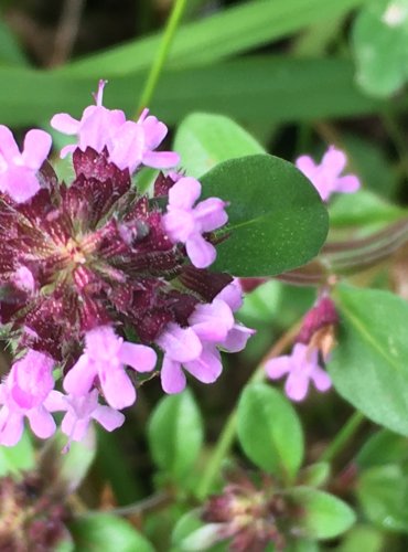 MATEŘÍDOUŠKA (Thymus spp.) bez bližšího určení – FOTO: Marta Knauerová, 2021