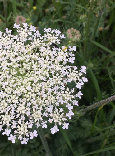 MRKEV OBECNÁ (Daucus carota) FOTO: Marta Knauerová