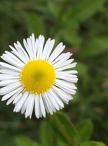 TURAN ROČNÍ (Erigeron annuus) FOTO: Marta Knauerová