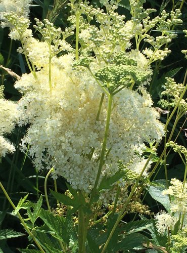 TUŽEBNÍK JILMOVÝ (Filipendula ulmaria) FOTO: Marta Knauerová