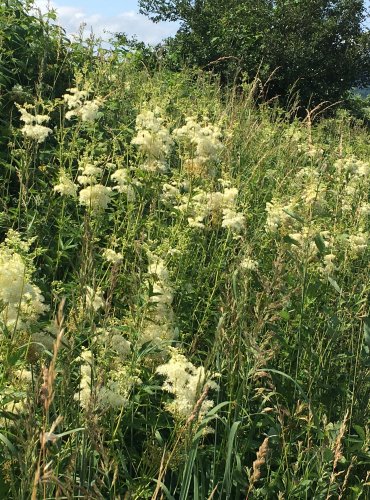 TUŽEBNÍK JILMOVÝ (Filipendula ulmaria) FOTO: Marta Knauerová