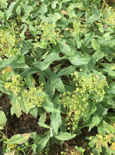 VESNOVKA OBECNÁ (Lepidium draba) – PO ODKVĚTU – FOTO: Marta Knauerová