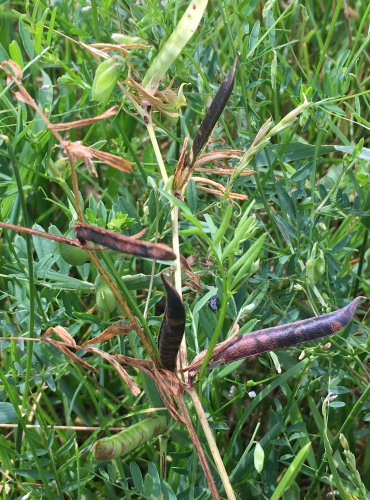 VIKEV SETÁ (Vicia sativa) – ZRAJÍCÍ PLODY – FOTO: Marta Knauerová