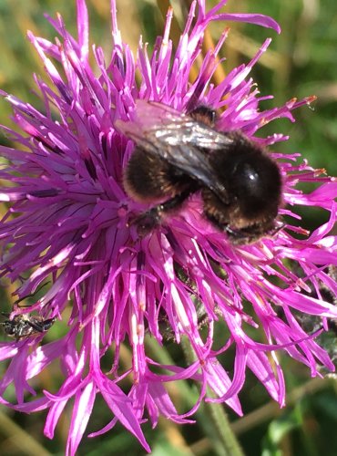 ČMELÁK – bez bližšího určení (Bombus spp.) – FOTO: Marta Knauerová