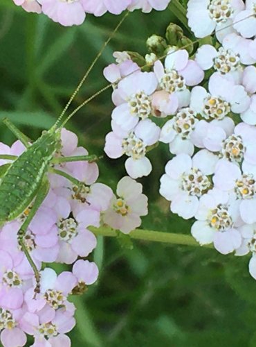 KOBYLKA BĚLOPRUHÁ (Leptophyes albovittata) – FOTO: Marta Knauerová