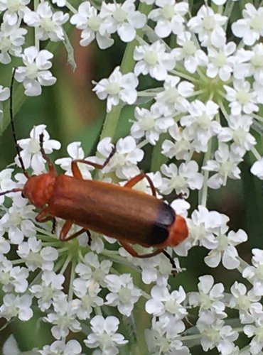 PÁTEŘÍČEK ŽLUTÝ (Rhagonycha fulva) – FOTO: Marta Knauerová