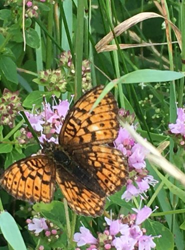 PERLEŤOVEC – bez bližšího určení (Argynnis spp.) FOTO: Marta Knauerová