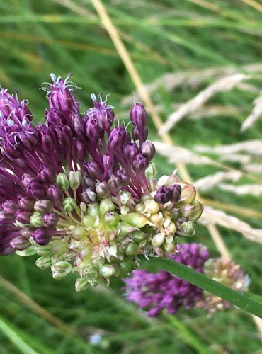 ČESNEK OŘEŠEC (Alium scorodoprasum) ZRALÉ PLODENSTVÍ – FOTO: Marta Knauerová