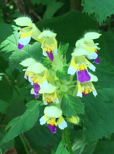 KONOPICE SLIČNÁ (Galeopsis speciosa) – FOTO: Marta Knauerová

