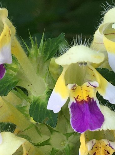 KONOPICE SLIČNÁ (Galeopsis speciosa) – FOTO: Marta Knauerová

