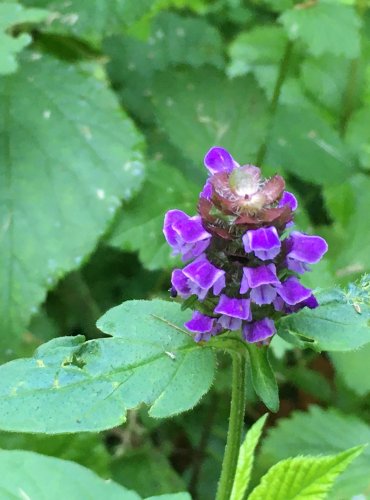 ČERNOHLÁVEK OBECNÝ (Prunella vulgaris) FOTO: Marta Knauerová