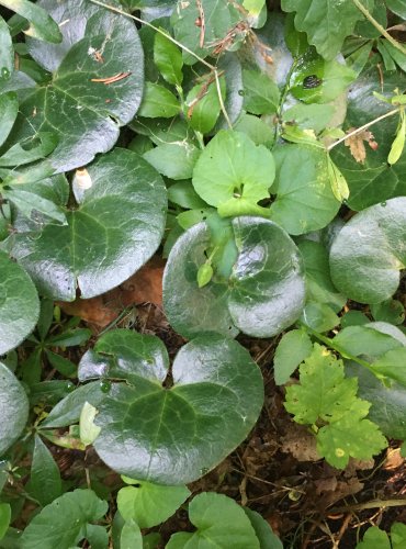 KOPYTNÍK EVROPSKÝ (Asarum europaeum) FOTO: Marta Knauerová