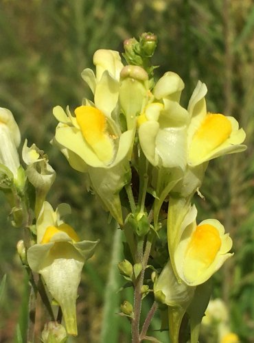 LNICE KVĚTEL (Linaria vulgaris) FOTO: Marta Knauerová