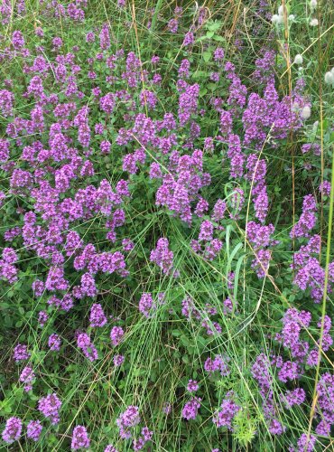 MATEŘÍDOUŠKA (Thymus spp.) bez bližšího určení – FOTO: Marta Knauerová, 2021