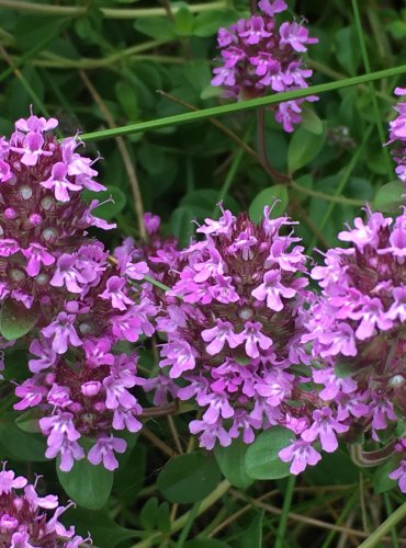 MATEŘÍDOUŠKA (Thymus spp.) bez bližšího určení – FOTO: Marta Knauerová, 2021