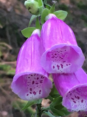 NÁPRSTNÍK ČERVENÝ (Digitalis purpurea) FOTO: Marta Knauerová