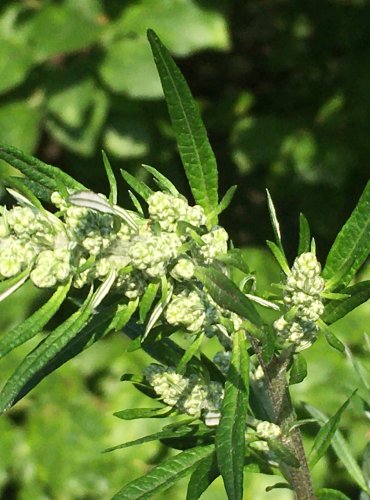 PELYNĚK ČERNOBÝL (Artemisia vulgaris) FOTO: Marta Knauerová