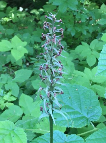 PRSTNATEC FUCHSŮV (Dactylorhiza Fuchsii) – PO ODKVĚTU – ohrožený druh §3, C4a – FOTO: Marta Knauerová

