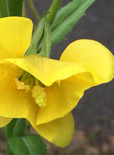 PUPALKA DVOULETÁ (Oenothera biennis) FOTO: Marta Knauerová