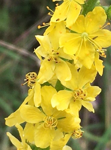 ŘEPÍK LÉKAŘSKÝ (Agrimonia eupatoria) FOTO: Marta Knauerová