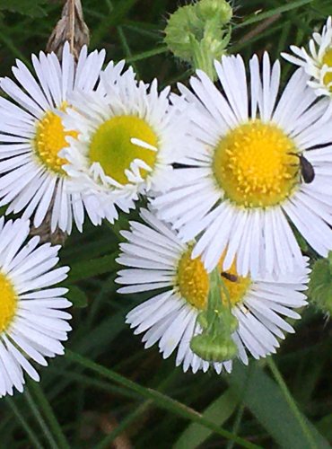 TURAN ROČNÍ (Erigeron annuus) FOTO: Marta Knauerová