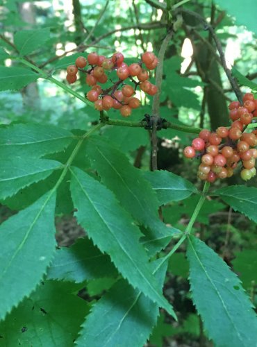 BEZ HROZNATÝ (Sambucus racemosa) ZRAJÍCÍ PLODY – FOTO: Marta Knauerová