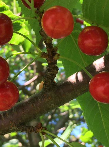 TŘEŠEŇ (Prunus spp.) ZRALÉ PLODY (TŘEŠNĚ) – FOTO: Marta Knauerová