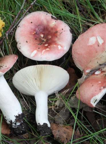 HOLUBINKA PARKOVÁ (Russula exalbicans) FOTO: Martin Kříž