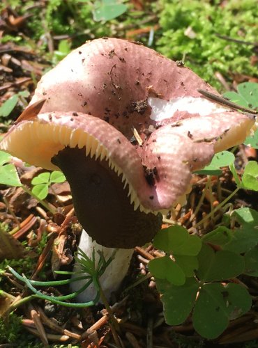 HOLUBINKA RANÁ (Russula nauseosa) FOTO: Marta Knauerová