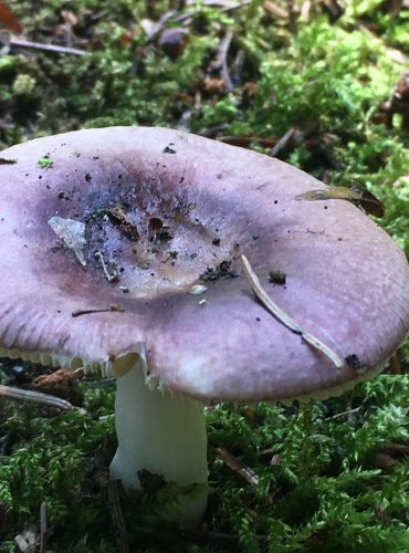 HOLUBINKA TURKOVÉ (Russula turci) FOTO: Marta Knauerová