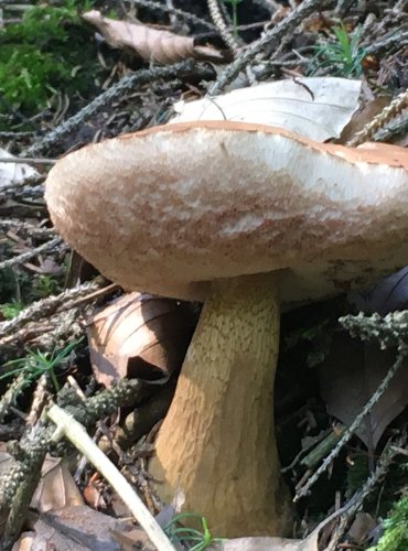 HŘIB ŽLUČNÍK (Tylopilus felleus) FOTO: Marta Knauerová