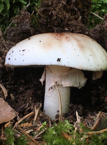 MUCHOMŮRKA RŮŽOVKA (Amanita rubescens) FOTO: Marta Knauerová