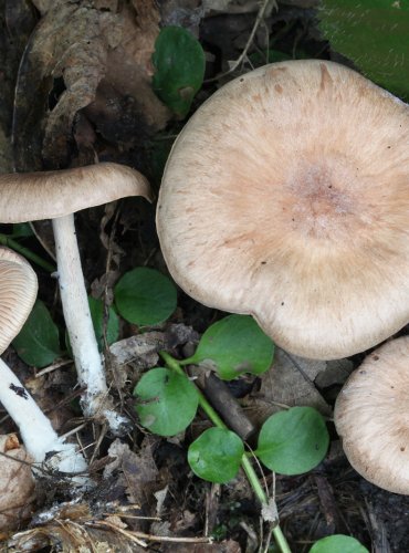 PENÍZOVKA HŘEBÍLKATÁ (Gymnopus peronatus) FOTO: Martin Kříž