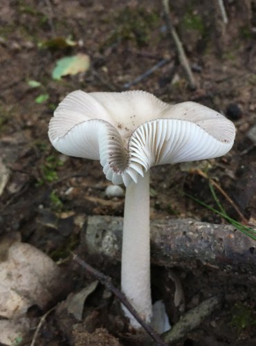 MUCHOMŮRKA POŠVATÁ (Amanita vaginata) FOTO: Marta Knauerová