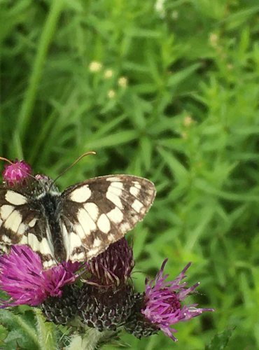 OKÁČ BOJÍNKOVÝ (Melanargia galathea) FOTO: Marta Knauerová