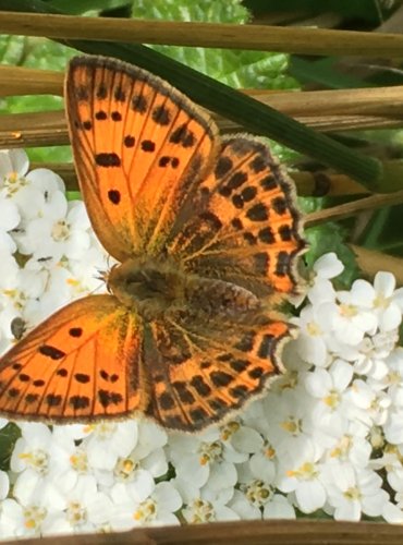 PERLEŤOVEC – bez bližšího určení (Argynnis spp.) FOTO: Marta Knauerová