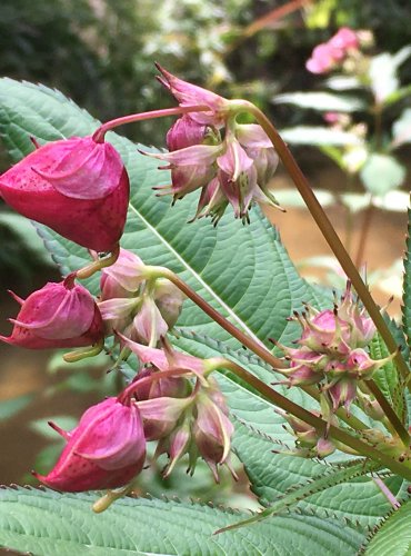 NETÝKAVKA ŽLAZNATÁ (Impatiens glandulifera) FOTO: Marta Knauerová