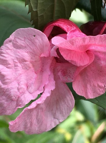 NETÝKAVKA ŽLAZNATÁ (Impatiens glandulifera) FOTO: Marta Knauerová