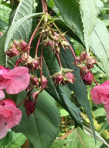 NETÝKAVKA ŽLAZNATÁ (Impatiens glandulifera) FOTO: Marta Knauerová