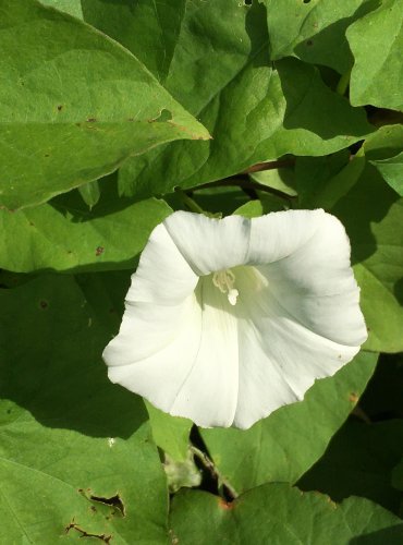 OPLETNÍK PLOTNÍ (Calystegia sepium) FOTO: Marta Knauerová