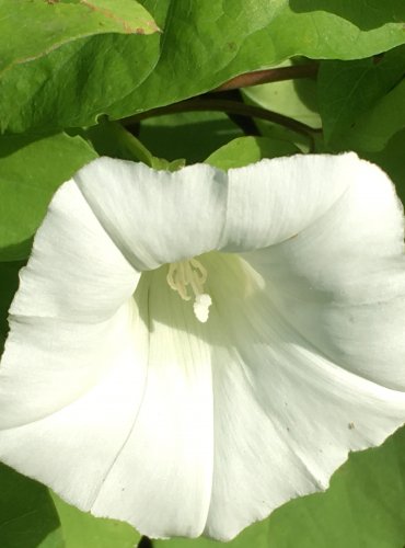 OPLETNÍK PLOTNÍ (Calystegia sepium) FOTO: Marta Knauerová