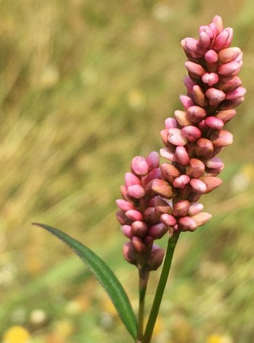 RDESNO ČERVIVEC (Persicaria maculosa) FOTO: Marta Knauerová